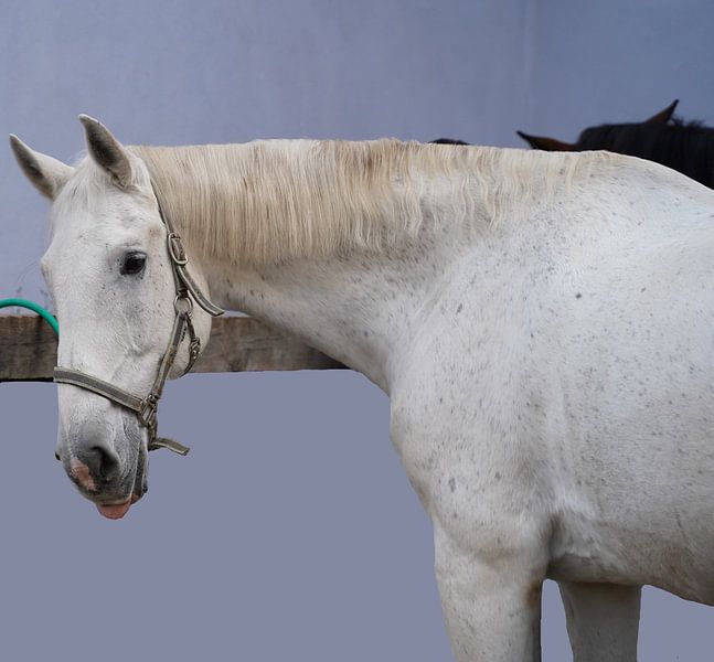 Preparation of the horse before the ride by Babetts Bildergalerie