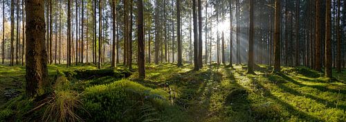 In het bos