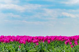 Pink tulips in the landscape by Margreet Piek