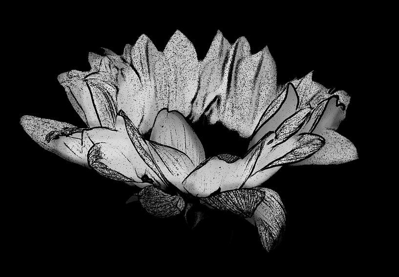 Sunflower in black and white. by Jose Lok