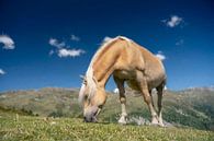 Grazend paard painting look van Marcel Kieffer thumbnail