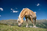Grazend paard painting look