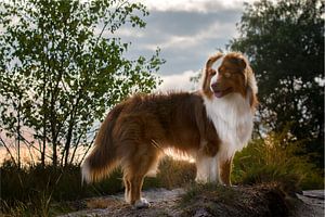 Australischer Schäferhund