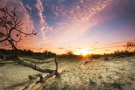Sonnenuntergang in Amsterdamse Waterleidingduinen. von Fotografie Egmond
