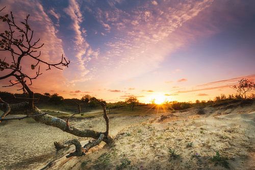 Zonsondergang in de Amsterdamse waterleidingduinen