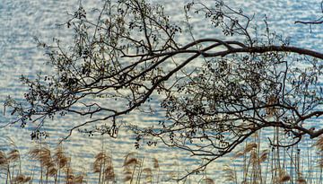 Grote Boomtak met riet, blauw water met avondzon weerspiegeld van Jeroen Hoogakker