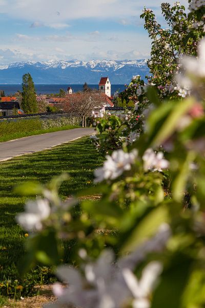 Appelbloesem bij Kippenhausen aan de Bodensee van Jan Schuler