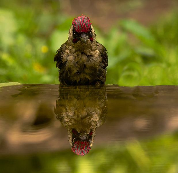 Green Woodpecker. by Wouter Van der Zwan