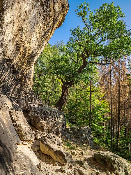 Koningspad in Saksisch Zwitserland - Beukenboom op de Kleine Berenhorst van Pixelwerk