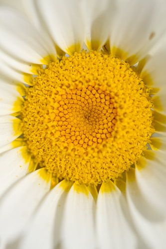 Geel bloemenhart