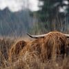 Scottish Highlander Stabrechtse Heide by Astrid Brouwers