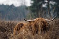Scottish Highlander Stabrechtse Heide by Astrid Brouwers thumbnail