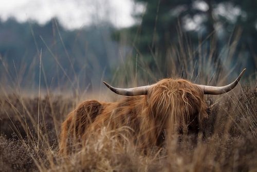 Scottish Highlander Stabrechtse Heide