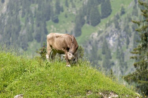Allgäu bruin Zwitsers vee op de Luegenalpe