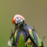 Lieveheersbeestje op knop van korenbloem