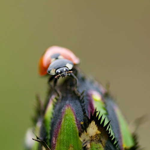 Lieveheersbeestje op knop van korenbloem