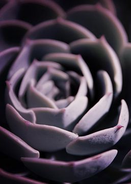 DARKSIDE OF SUCCULENTS IIA HF sur Pia Schneider