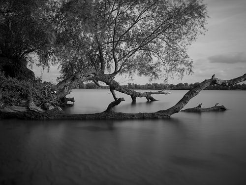 Gelassene Biesbosch-Landschaft in Schwarz und Weiß von Frame the Ordinairy