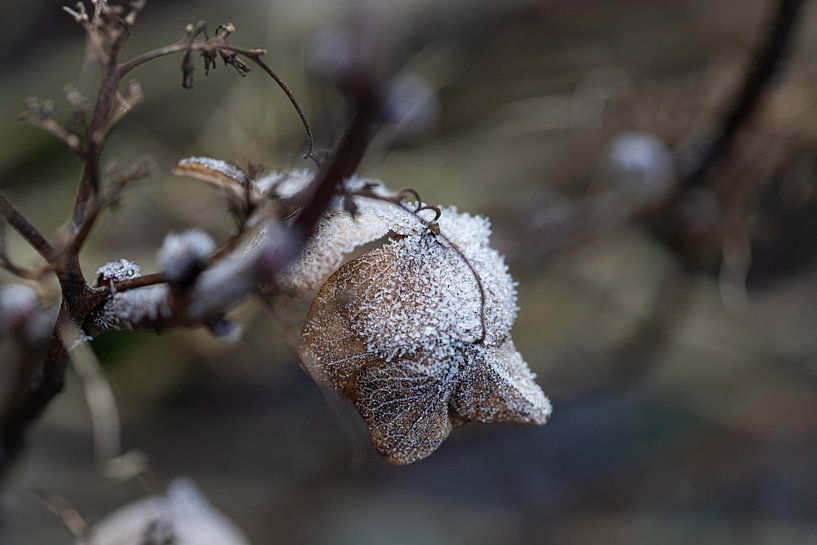 Im Eis eingefrorene Zeit von Nicole Schmidt