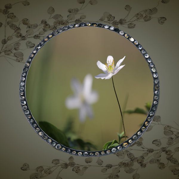The Wood Anemone by Carla van Zomeren