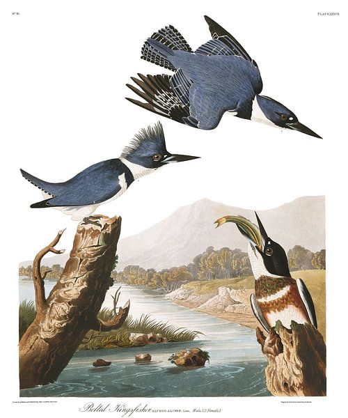 Gürtelfischer von Birds of America