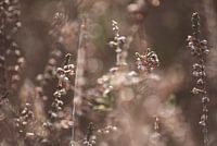 Little meadow