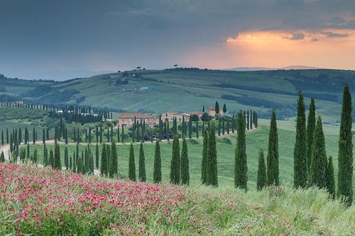 Avenue of Cypresses in Tuscany