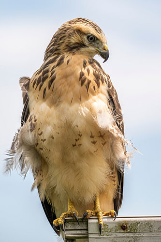 Full shot of the buzzard (2)