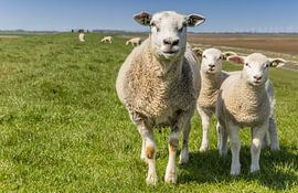 Mutterschaf mit zwei Lämmern auf einem Deich in Groningen von Marc Venema