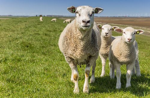 Moeder schaap met twee lammetjes op een dijk in Groningen