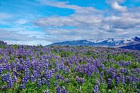 Lupins in West Iceland