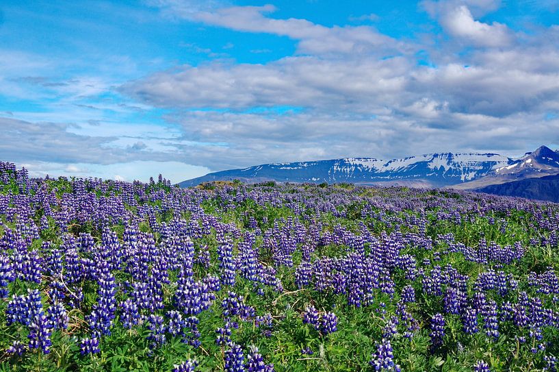 Lupins in West Iceland by Reinhard  Pantke