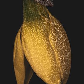 Stille Ochtend: Gele narcis met dauwdruppels van Adje Photography