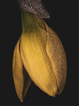 Silent Morning: Yellow daffodil with dewdrops by Adje Photography