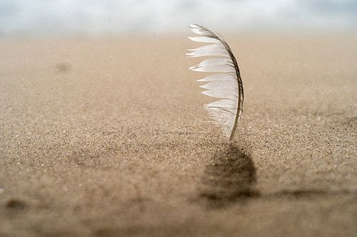 Vogelveer in het zand