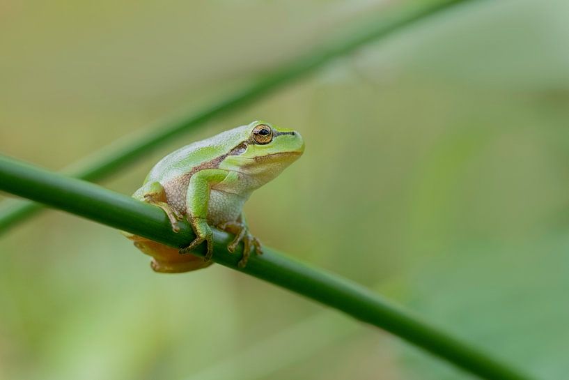 Strike a pose by Larissa Rand