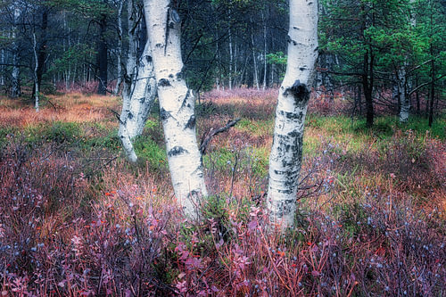 Birken zwischen Herbstfarben