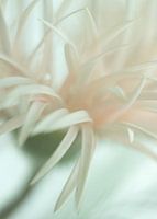 Licht roze Spider Gerbera