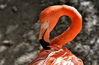 Flamingo in Curaçao by Karel Frielink thumbnail