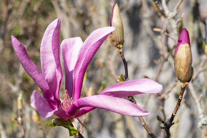 Magnolia (Magnolia liliiflora) by Alexander Ludwig