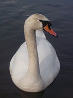 White Swan
