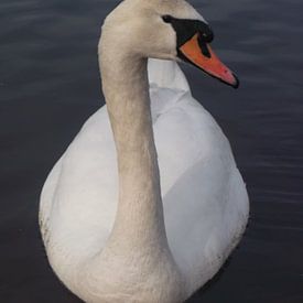 Weißer Schwan von WI IZ