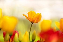 Yellow Tulip in red and yellow by Flowers by Ceciel