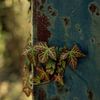 Hedera against steel by Saskia Schotanus
