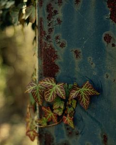 Hedera tegen staal van Saskia Schotanus