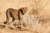 Cheetah