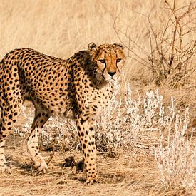 Cheetah van Anita Loos