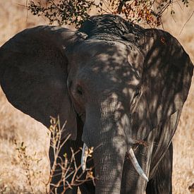 Olifant opzoek naar wat schaduw van Pepijn van der Putten