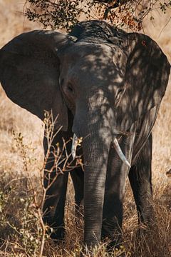 Elefant auf der Suche nach etwas Schatten von Pepijn van der Putten