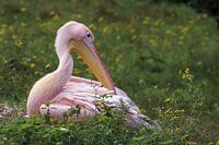 Pink Pelican